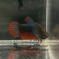 the-fish-farm Female Betta Female Betta - One Only - T Choose your own Female Betta at The Fish Farm Australia