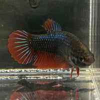 the-fish-farm Female Betta Female Betta - One Only - T Choose your own Female Betta at The Fish Farm Australia