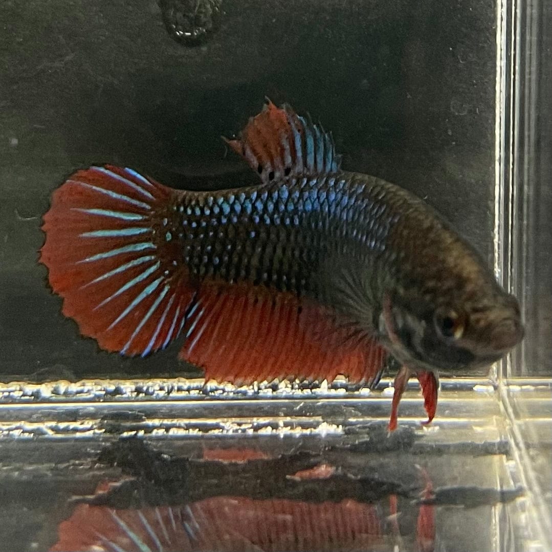 the-fish-farm Female Betta Female Betta - One Only - T Choose your own Female Betta at The Fish Farm Australia