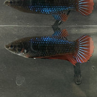 the-fish-farm Female Betta Female Betta - One Only - T Choose your own Female Betta at The Fish Farm Australia