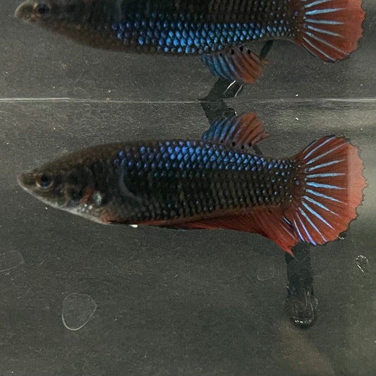 the-fish-farm Female Betta Female Betta - One Only - T Choose your own Female Betta at The Fish Farm Australia