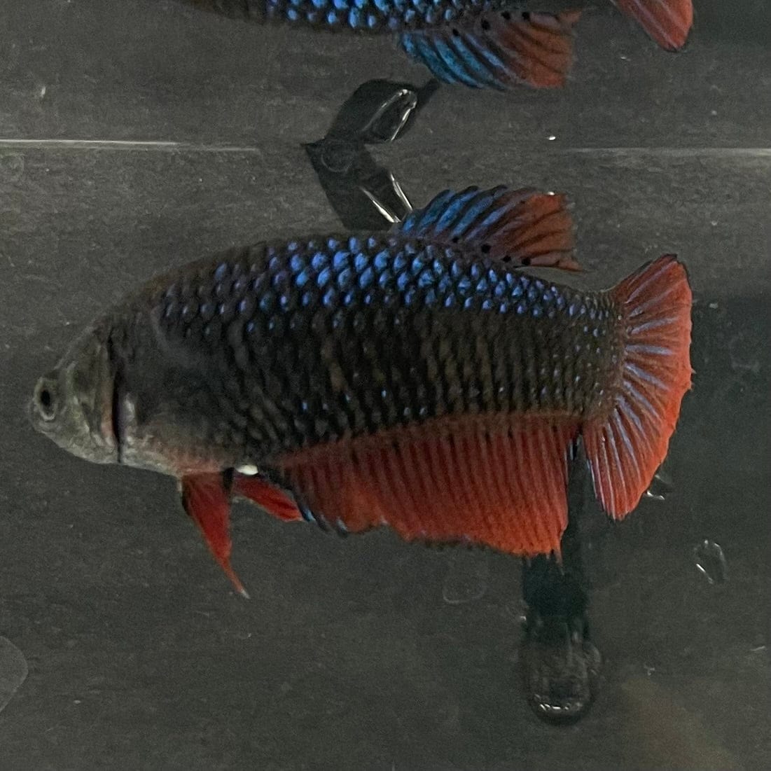 the-fish-farm Female Betta Female Betta - One Only - T Choose your own Female Betta at The Fish Farm Australia