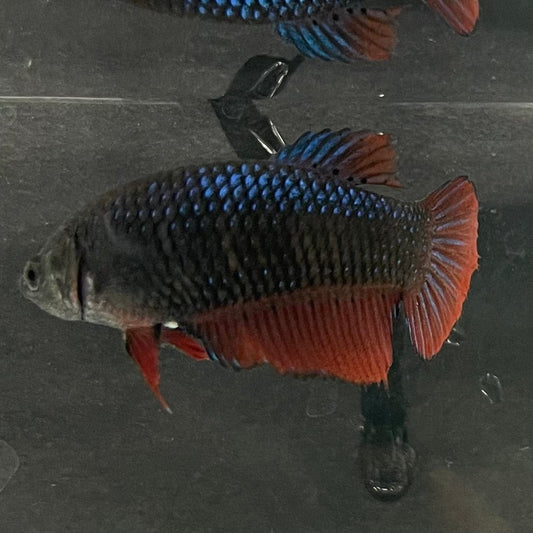 the-fish-farm Female Betta Female Betta - One Only - T Choose your own Female Betta at The Fish Farm Australia