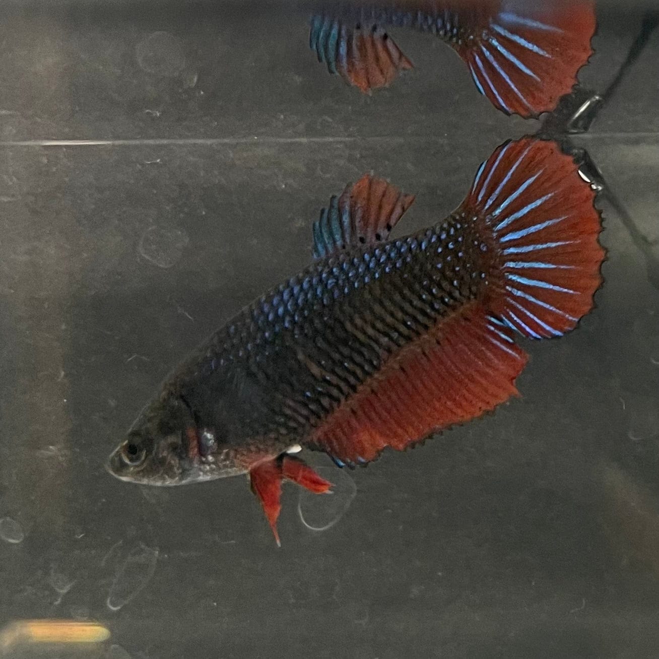 the-fish-farm Female Betta Female Betta - One Only - T Choose your own Female Betta at The Fish Farm Australia