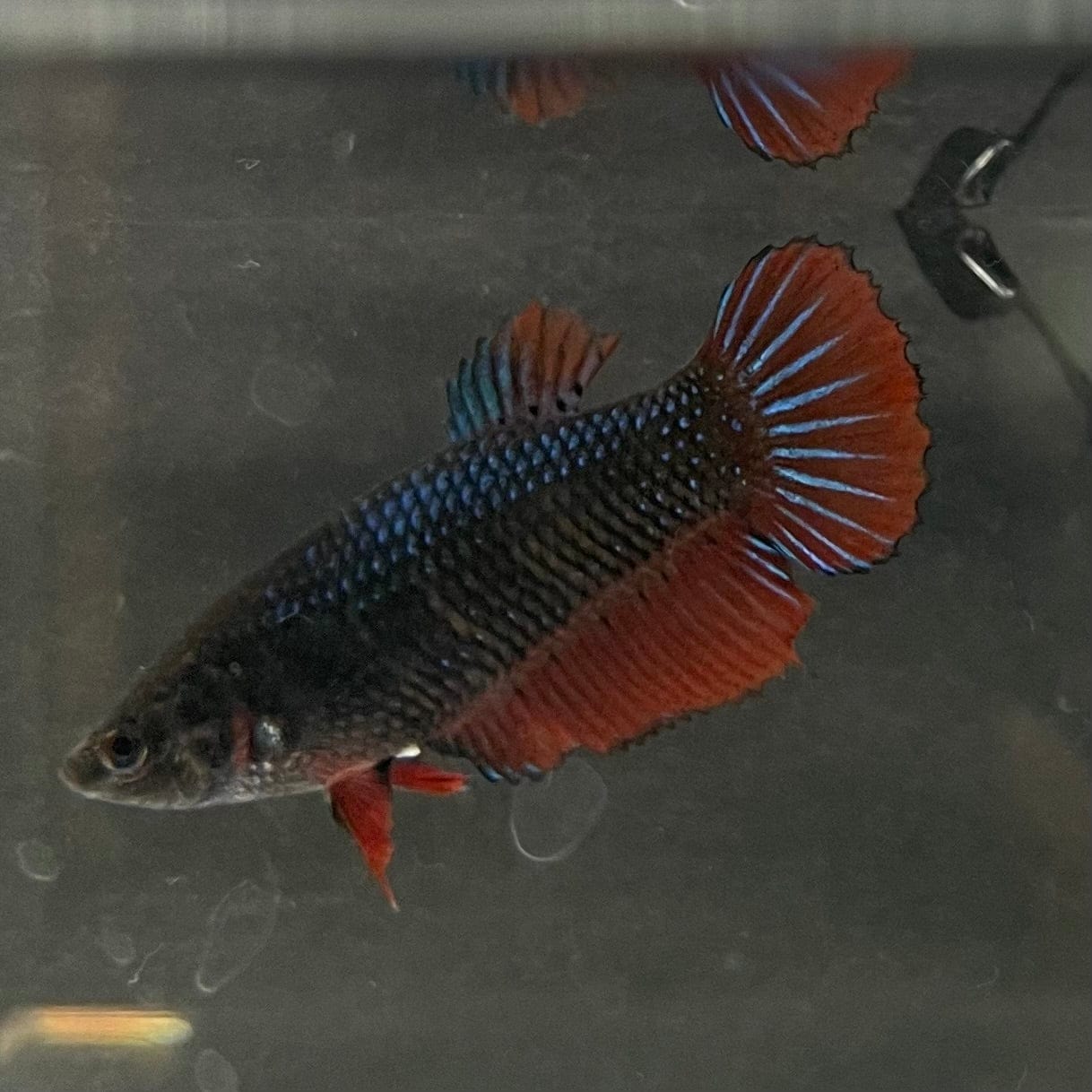 the-fish-farm Female Betta Female Betta - One Only - T Choose your own Female Betta at The Fish Farm Australia