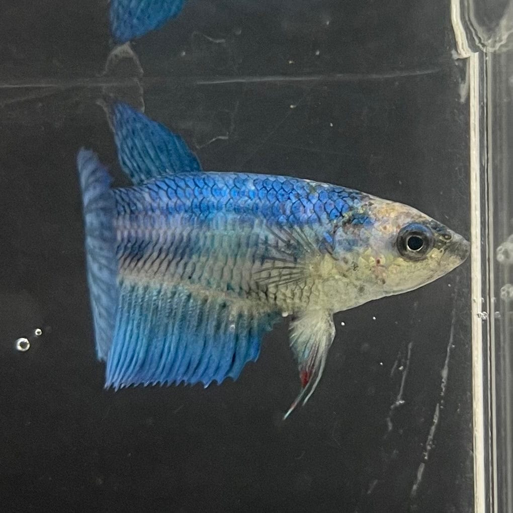 the-fish-farm Female Betta Female Betta - One Only - T Choose your own Female Betta at The Fish Farm Australia