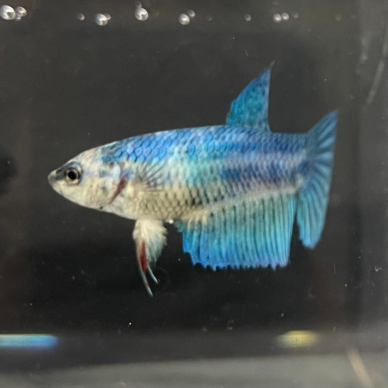 the-fish-farm Female Betta Female Betta - One Only - T Choose your own Female Betta at The Fish Farm Australia