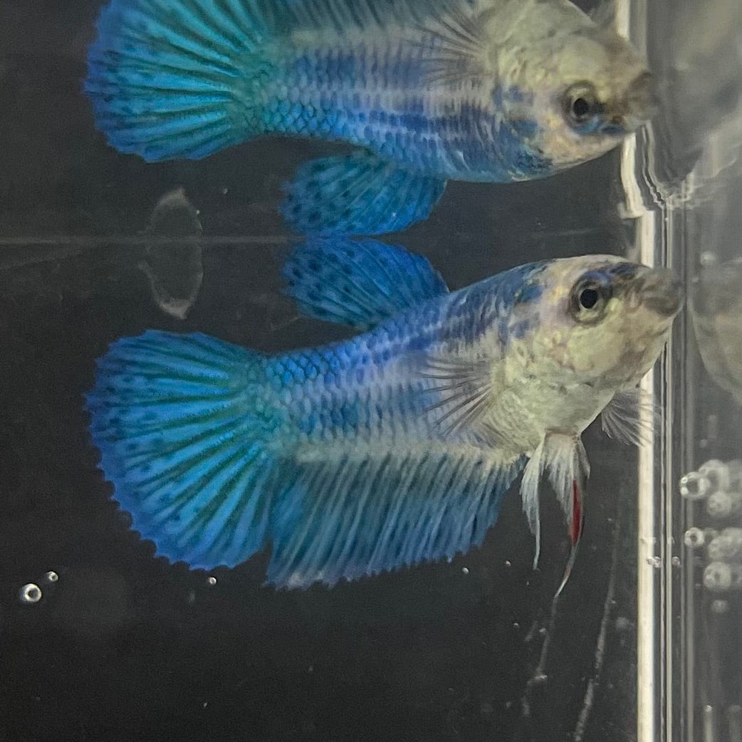 the-fish-farm Female Betta Female Betta - One Only - T Choose your own Female Betta at The Fish Farm Australia