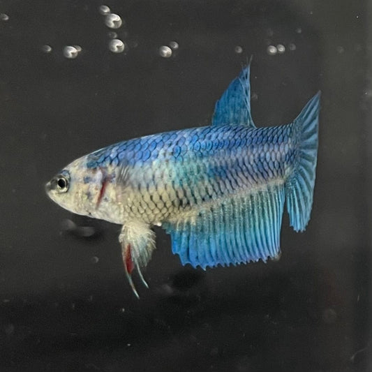 the-fish-farm Female Betta Female Betta - One Only - T Choose your own Female Betta at The Fish Farm Australia