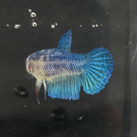 the-fish-farm Female Betta Female Betta - One Only - T Choose your own Female Betta at The Fish Farm Australia