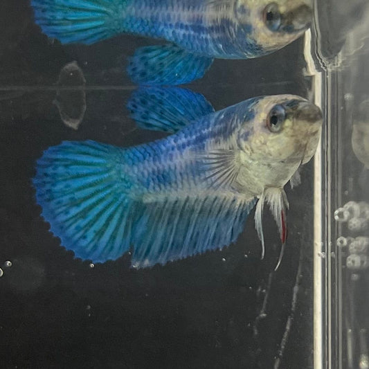 the-fish-farm Female Betta Female Betta - One Only - T Choose your own Female Betta at The Fish Farm Australia