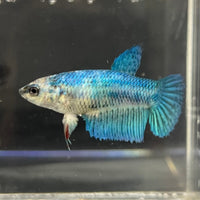 the-fish-farm Female Betta Female Betta - One Only - T Choose your own Female Betta at The Fish Farm Australia