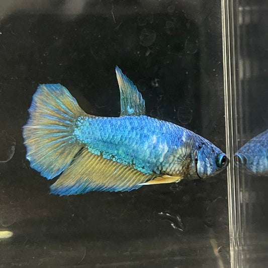 the-fish-farm Female Betta Female Betta - One Only - T Choose your own Female Betta at The Fish Farm Australia