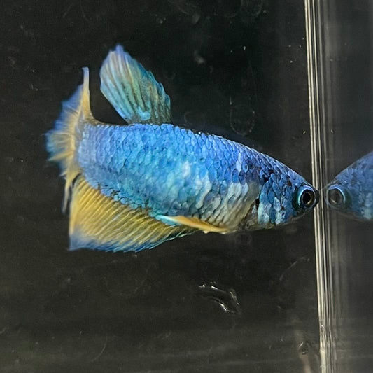 the-fish-farm Female Betta Female Betta - One Only - T Choose your own Female Betta at The Fish Farm Australia