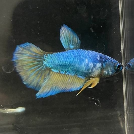 the-fish-farm Female Betta Female Betta - One Only - T Choose your own Female Betta at The Fish Farm Australia