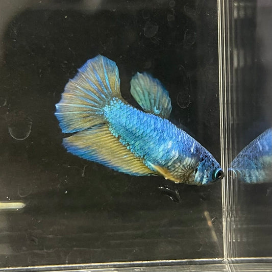 the-fish-farm Female Betta Female Betta - One Only - T Choose your own Female Betta at The Fish Farm Australia