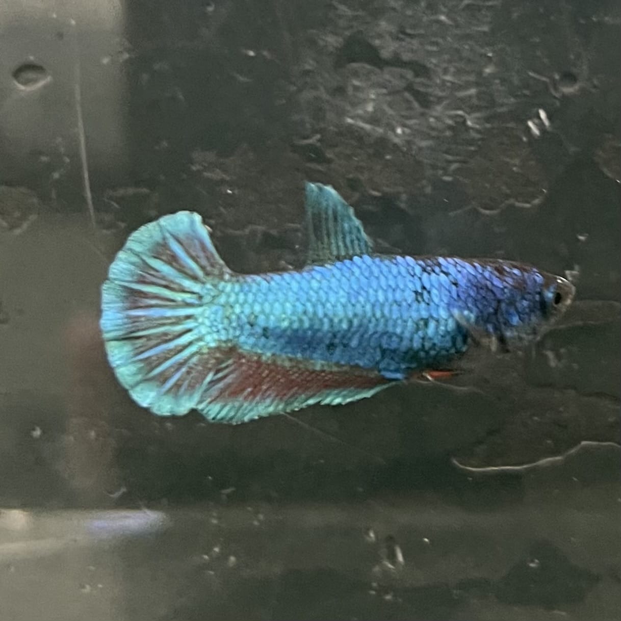 the-fish-farm Female Betta Female Betta - One Only - T Choose your own Female Betta at The Fish Farm Australia