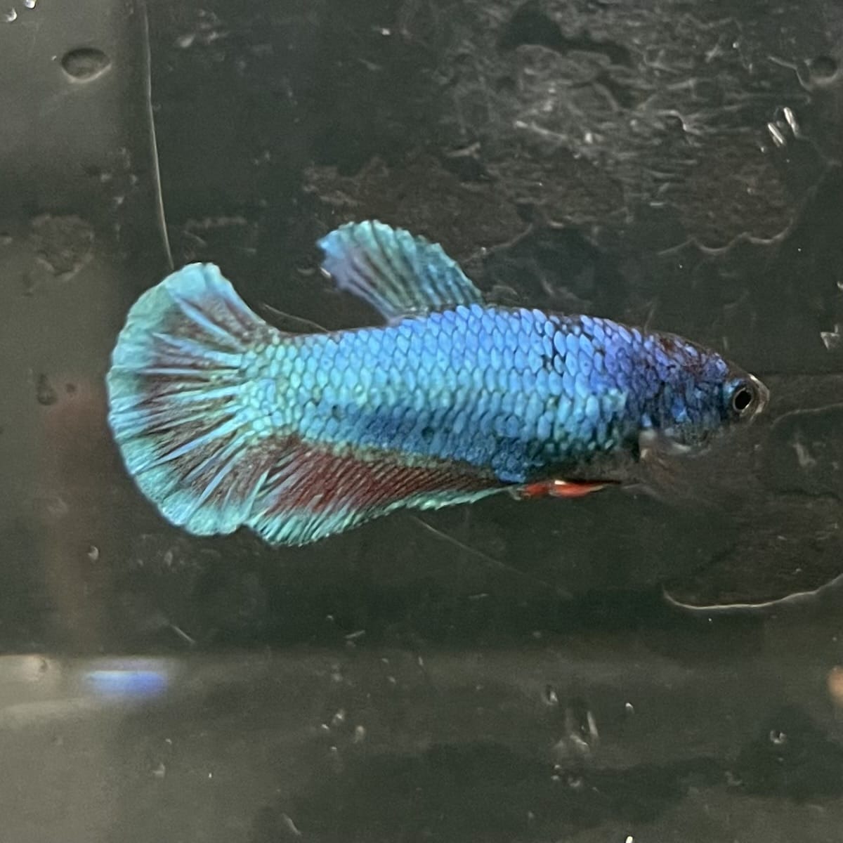 the-fish-farm Female Betta Female Betta - One Only - T Choose your own Female Betta at The Fish Farm Australia