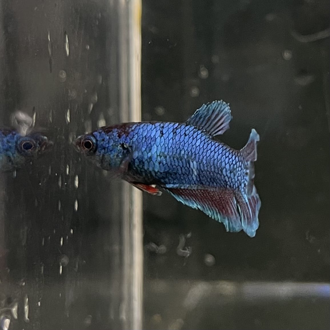 the-fish-farm Female Betta Female Betta - One Only - T Choose your own Female Betta at The Fish Farm Australia