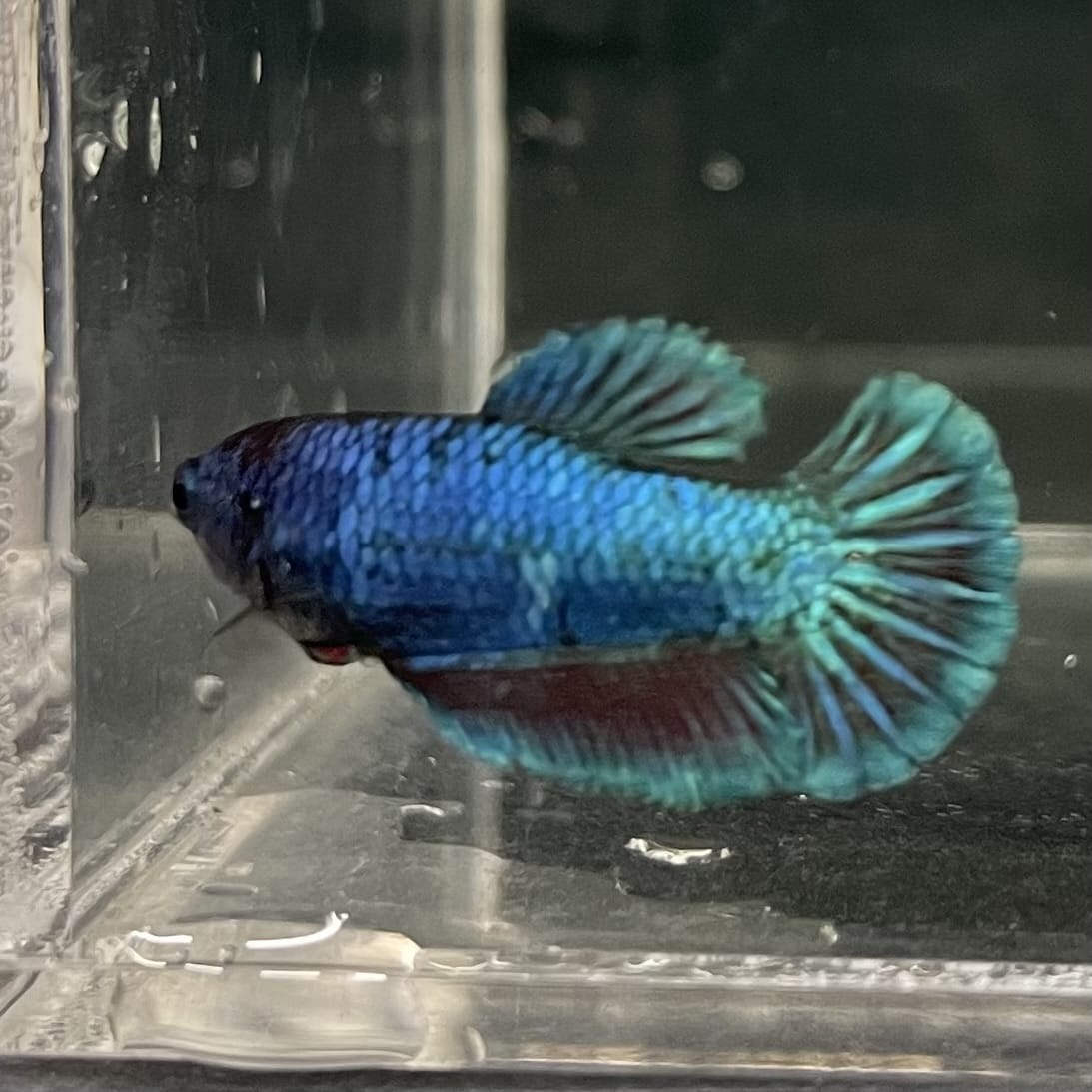 the-fish-farm Female Betta Female Betta - One Only - T Choose your own Female Betta at The Fish Farm Australia