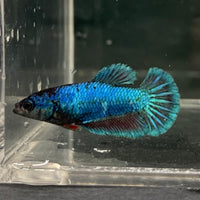 the-fish-farm Female Betta Female Betta - One Only - T Choose your own Female Betta at The Fish Farm Australia