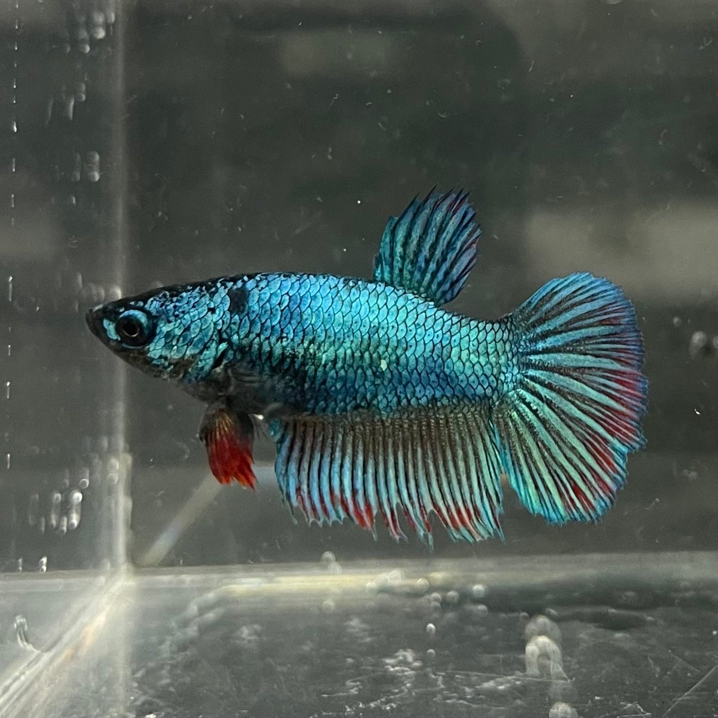 the-fish-farm Female Betta Female Betta - One Only - T Choose your own Female Betta at The Fish Farm Australia