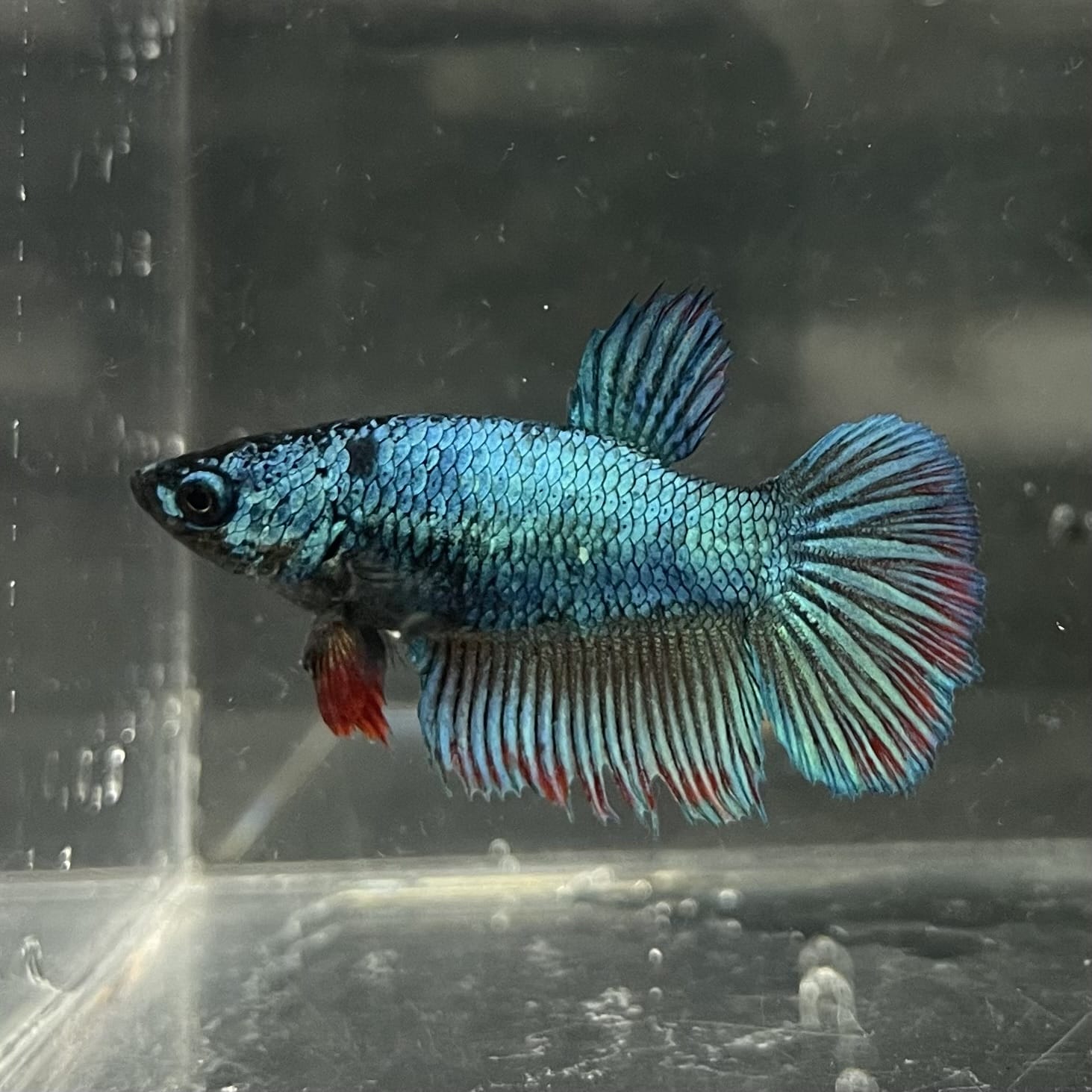 the-fish-farm Female Betta Female Betta - One Only - T Choose your own Female Betta at The Fish Farm Australia