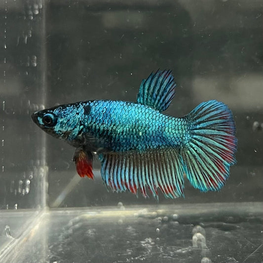 the-fish-farm Female Betta Female Betta - One Only - T Choose your own Female Betta at The Fish Farm Australia