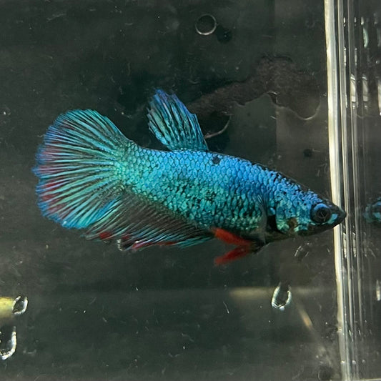 the-fish-farm Female Betta Female Betta - One Only - T Choose your own Female Betta at The Fish Farm Australia