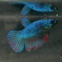 the-fish-farm Female Betta Female Betta - One Only - T Choose your own Female Betta at The Fish Farm Australia