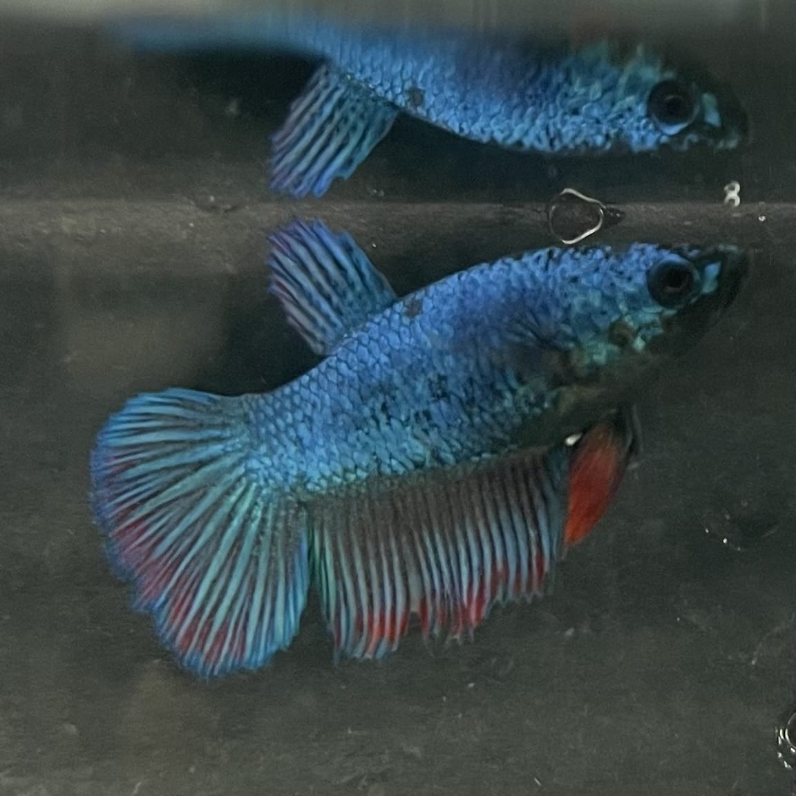the-fish-farm Female Betta Female Betta - One Only - T Choose your own Female Betta at The Fish Farm Australia