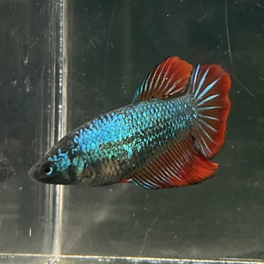 the-fish-farm Female Betta Female Betta - One Only - T Choose your own Female Betta at The Fish Farm Australia
