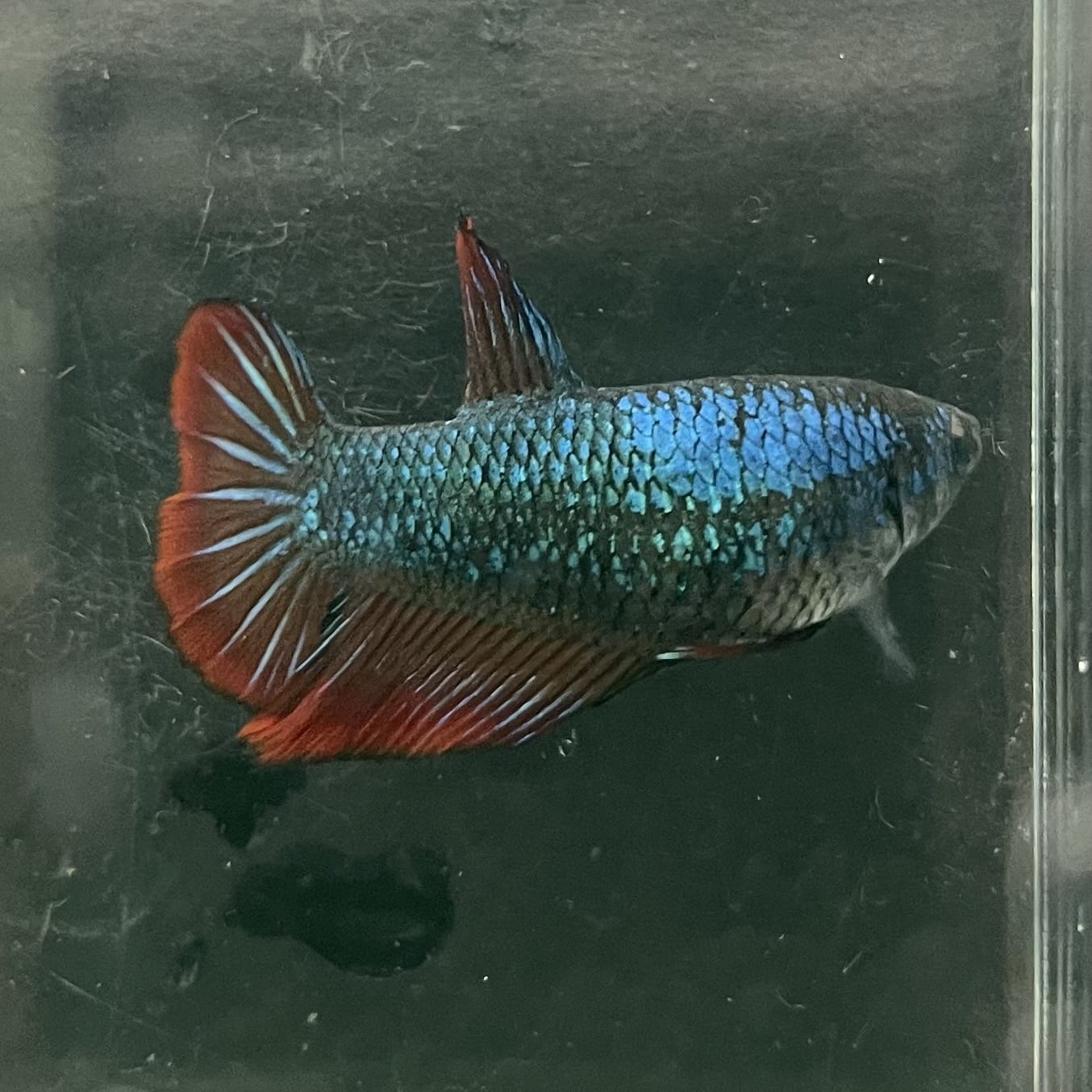 the-fish-farm Female Betta Female Betta - One Only - T Choose your own Female Betta at The Fish Farm Australia