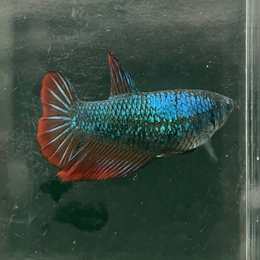 the-fish-farm Female Betta Female Betta - One Only - T Choose your own Female Betta at The Fish Farm Australia