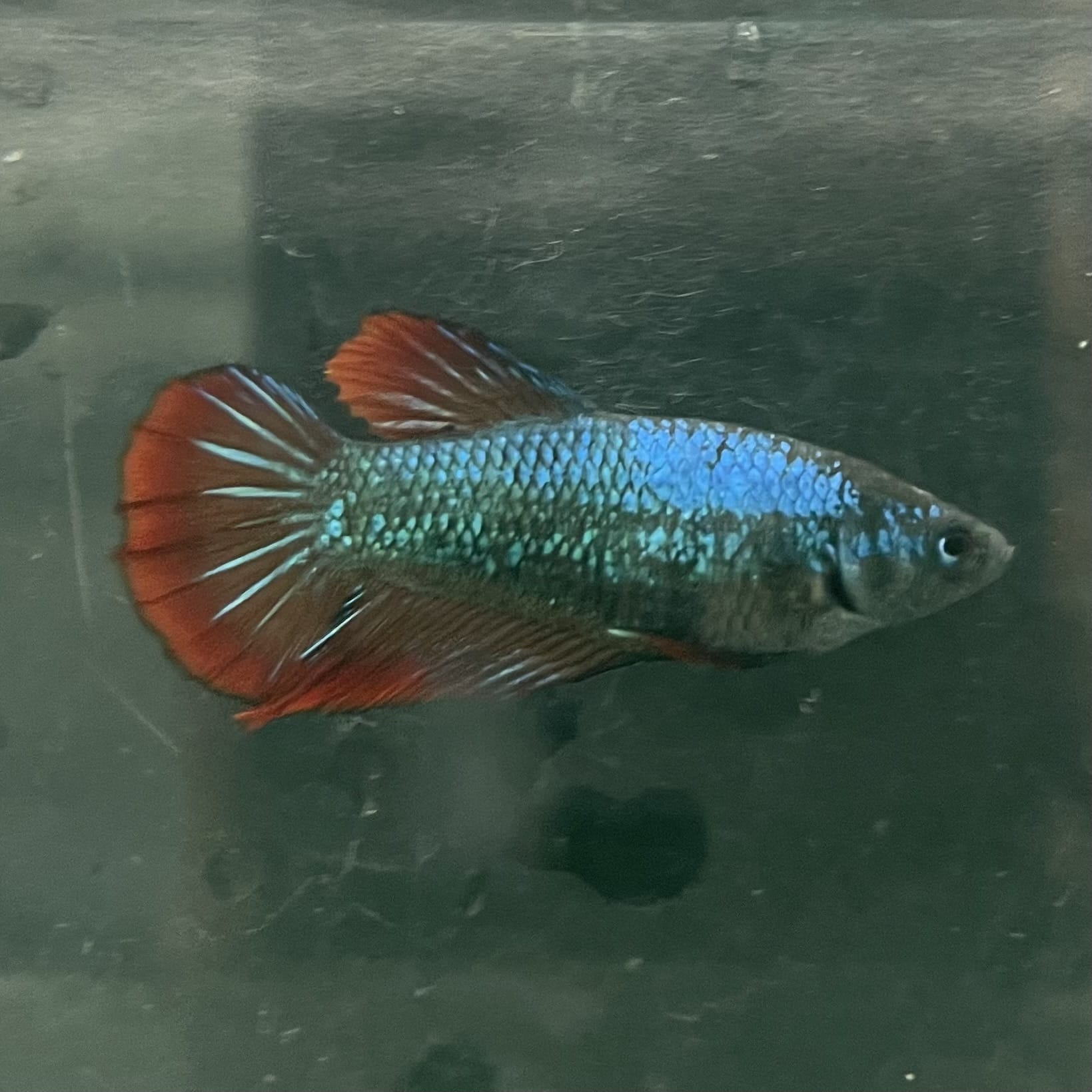 the-fish-farm Female Betta Female Betta - One Only - T Choose your own Female Betta at The Fish Farm Australia