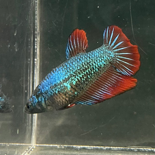 the-fish-farm Female Betta Female Betta - One Only - T Choose your own Female Betta at The Fish Farm Australia