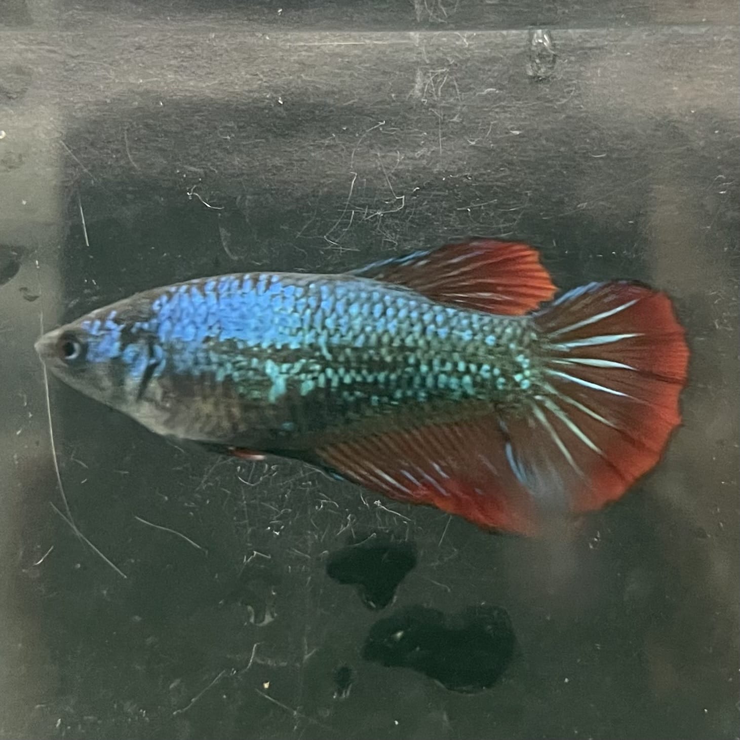 the-fish-farm Female Betta Female Betta - One Only - T Choose your own Female Betta at The Fish Farm Australia