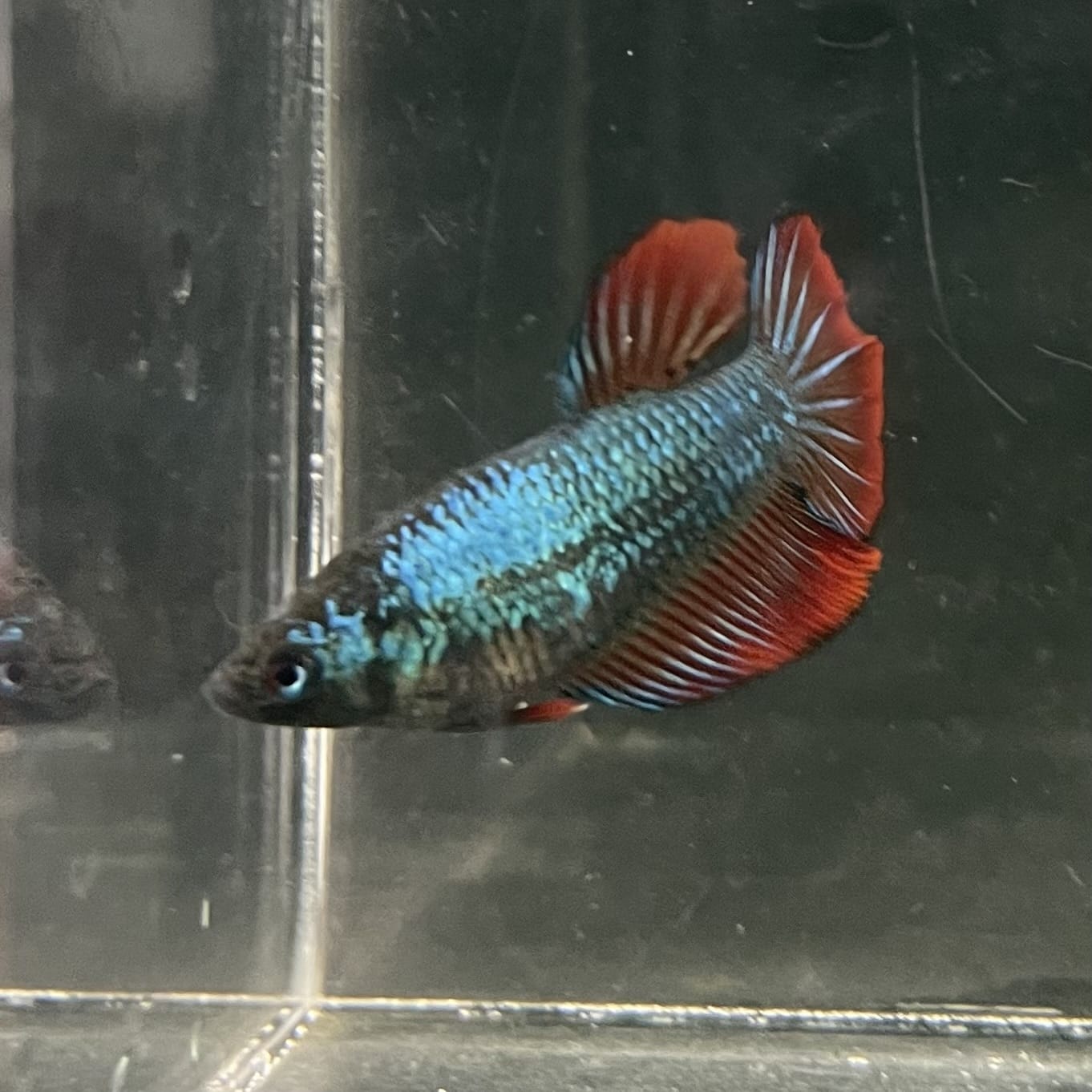 the-fish-farm Female Betta Female Betta - One Only - T Choose your own Female Betta at The Fish Farm Australia