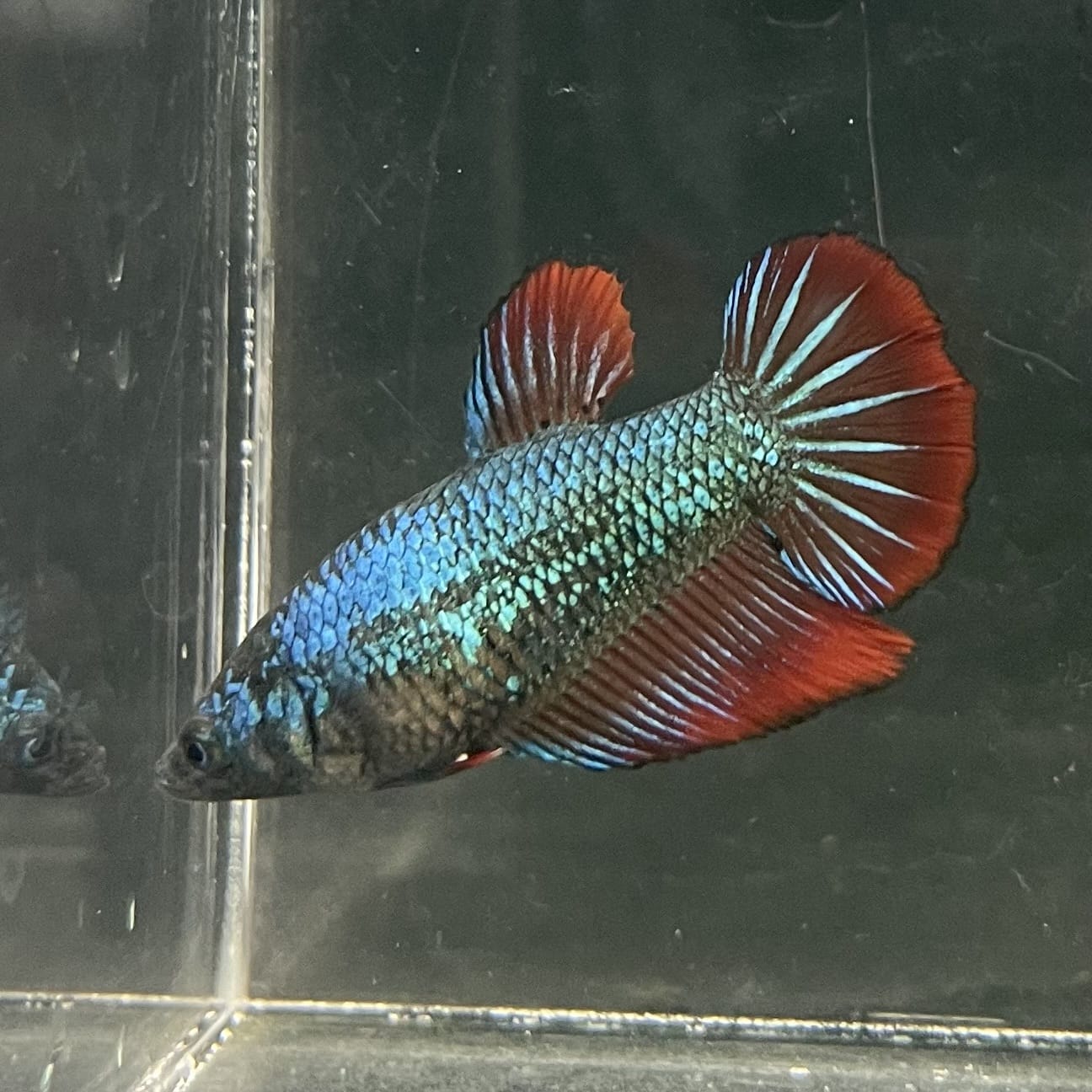 the-fish-farm Female Betta Female Betta - One Only - T Choose your own Female Betta at The Fish Farm Australia