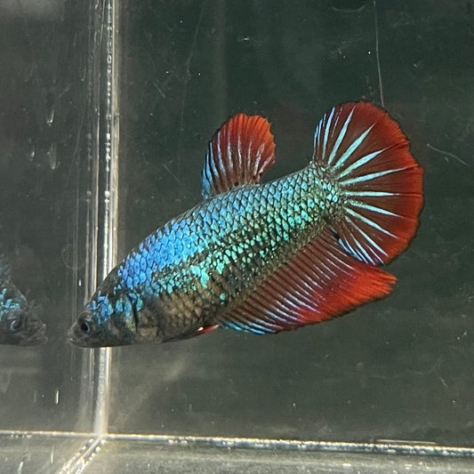 the-fish-farm Female Betta Female Betta - One Only - T Choose your own Female Betta at The Fish Farm Australia