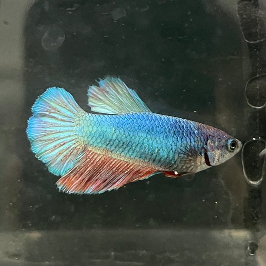 the-fish-farm Female Betta Female Betta - One Only - T Choose your own Female Betta at The Fish Farm Australia