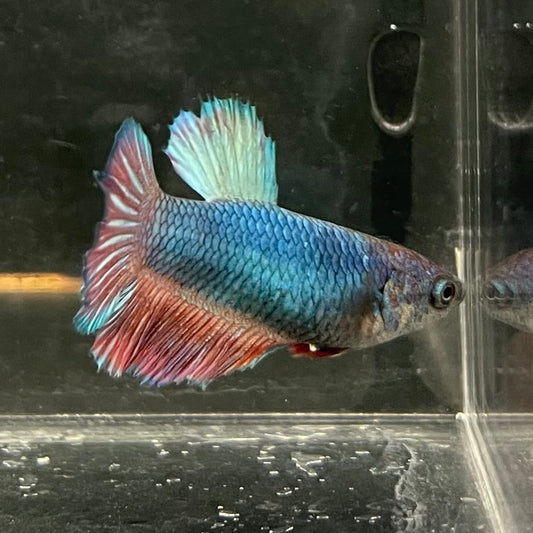 the-fish-farm Female Betta Female Betta - One Only - T Choose your own Female Betta at The Fish Farm Australia