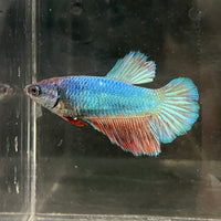 the-fish-farm Female Betta Female Betta - One Only - T Choose your own Female Betta at The Fish Farm Australia
