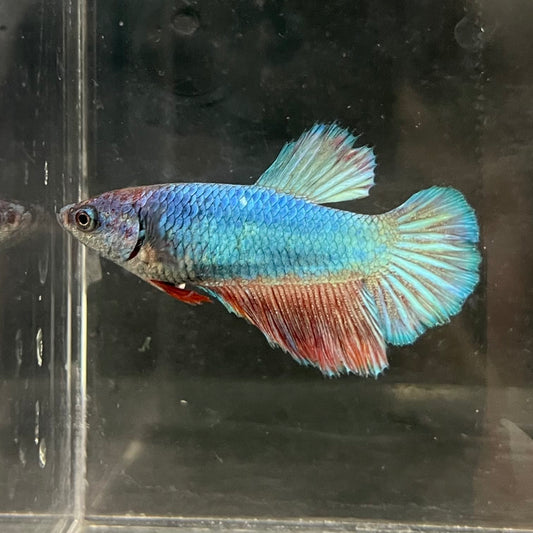 the-fish-farm Female Betta Female Betta - One Only - T Choose your own Female Betta at The Fish Farm Australia