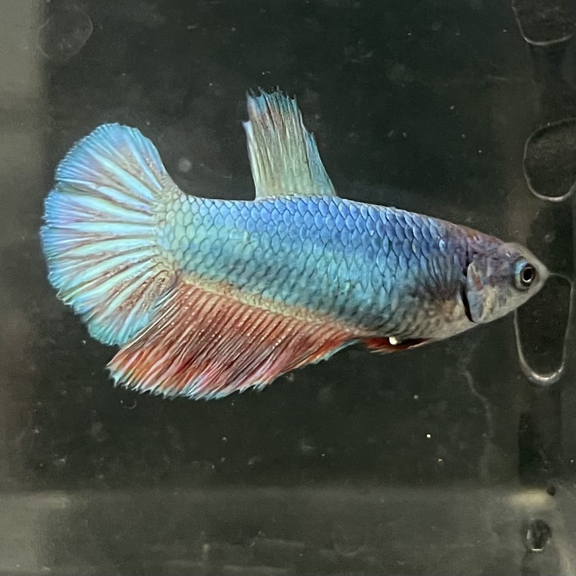 the-fish-farm Female Betta Female Betta - One Only - T Choose your own Female Betta at The Fish Farm Australia