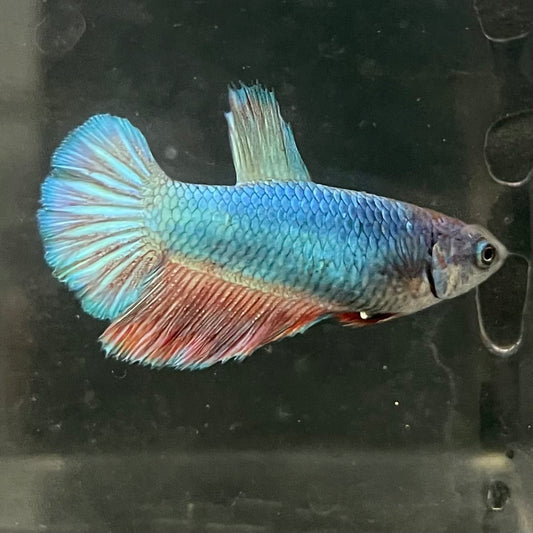 the-fish-farm Female Betta Female Betta - One Only - T Choose your own Female Betta at The Fish Farm Australia