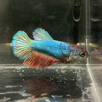 the-fish-farm Female Betta Female Betta - One Only - T Choose your own Female Betta at The Fish Farm Australia