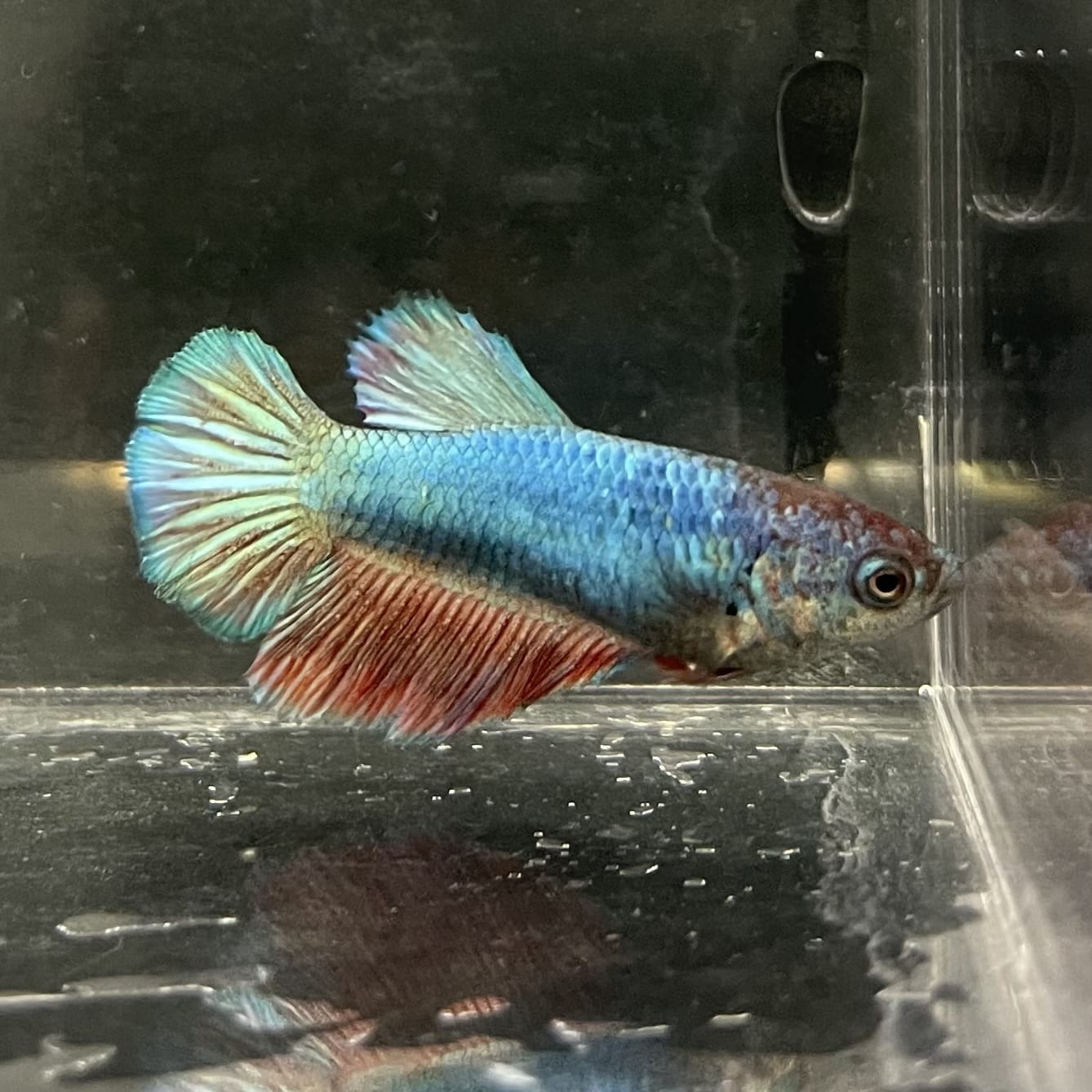 the-fish-farm Female Betta Female Betta - One Only - T Choose your own Female Betta at The Fish Farm Australia