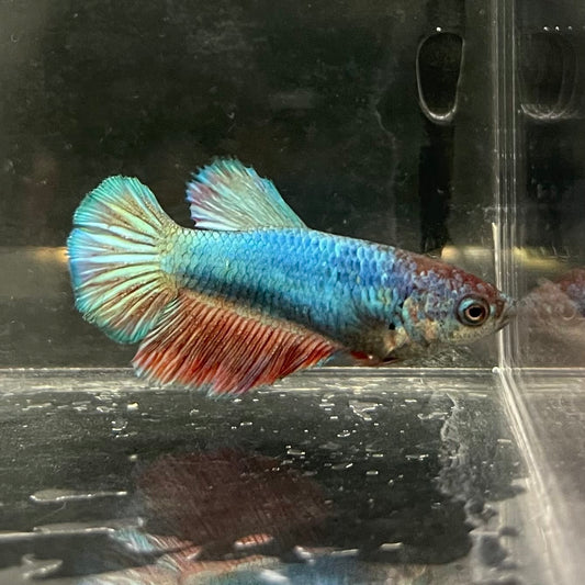 the-fish-farm Female Betta Female Betta - One Only - T Choose your own Female Betta at The Fish Farm Australia