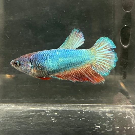 the-fish-farm Female Betta Female Betta - One Only - T Choose your own Female Betta at The Fish Farm Australia